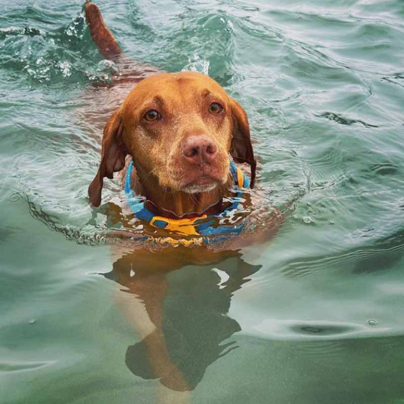 image of dog swimming